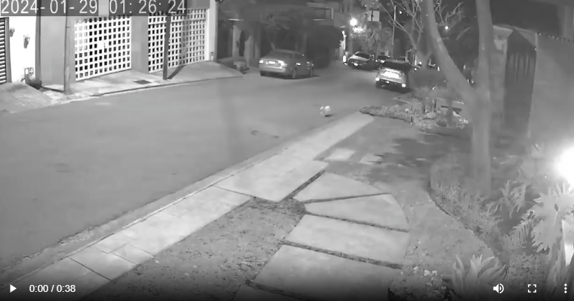 Coyotes atacan perrita en San Pedro (video)